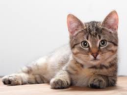 kat
