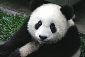 reuzenpanda