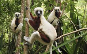 sifaka's