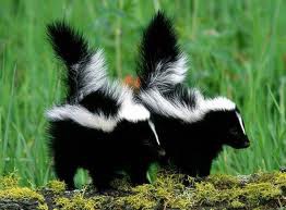 stinkdieren