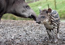 tapir
